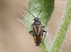 Plagiognathus moerens