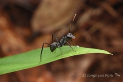 Gigantiops destructor