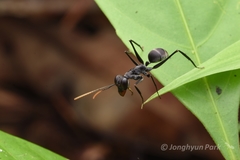 Gigantiops destructor