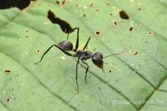 Gigantiops destructor