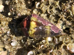 Conus rattus image