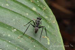 Gigantiops destructor