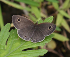 Ypthima baldus madrasa