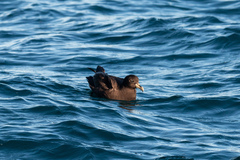 White-Chinned Petrel photo 5