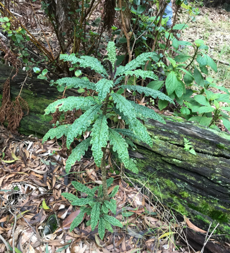 Cyanea stictophylla, photograph 4