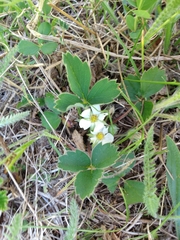 Fragaria virginiana platypetala