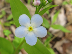 Trigonotis radicans sericea