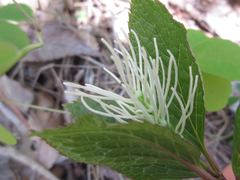 Chloranthus fortunei