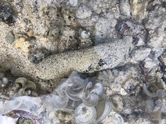 Holothuria atra