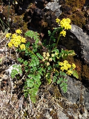 Lomatium hallii