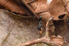 Gigantiops destructor