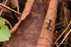 Gigantiops destructor