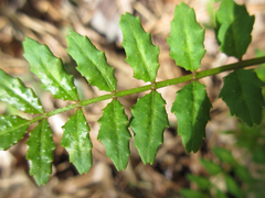 Zanthoxylum piperitum