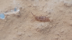 Entomobrya nigrocincta