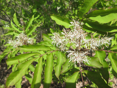 Fraxinus sieboldiana