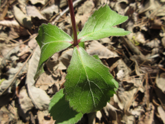 Platycodon