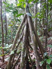 Socratea