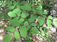 Aralia cordata