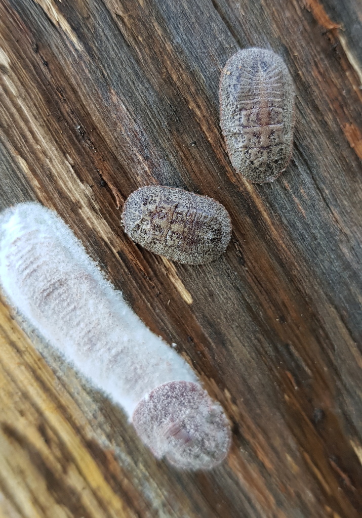 Lachnodius