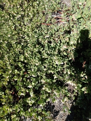 Arctostaphylos canescens