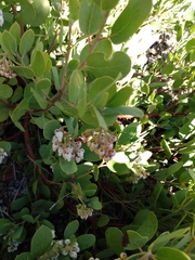 Arctostaphylos canescens