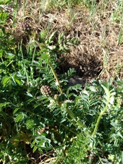 Sanguisorba minor balearica
