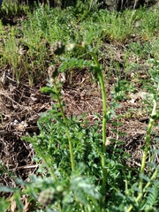 Sanguisorba minor balearica