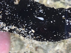 Melanella teinostoma