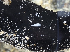 Melanella teinostoma