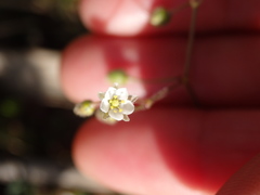 Spergularia heldreichii