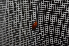 Smaragdina nipponensis