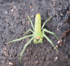 Cetratus rubropunctatus