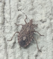 Neohalys serricollis