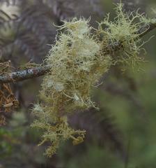 Usnea scabrida