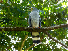 Chondrohierax uncinatus