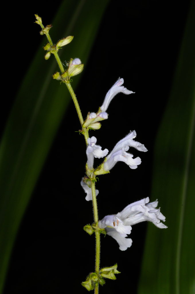 Salvia tashiroi