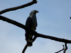 Chondrohierax uncinatus