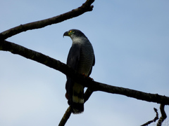 Chondrohierax uncinatus