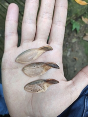 Loeseneriella