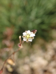 Spergularia heldreichii