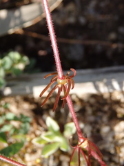 Spergularia heldreichii