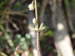 Spergularia heldreichii