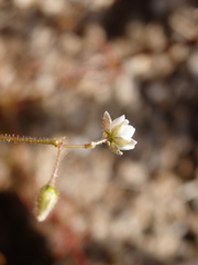 Spergularia heldreichii