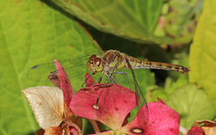 Sympetrum striolatum