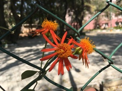 Pseudogynoxys chenopodioides