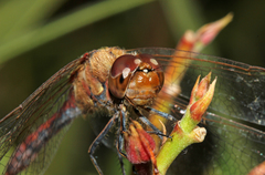Sympetrum striolatum