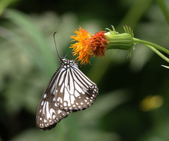 Parantica aglea aglea