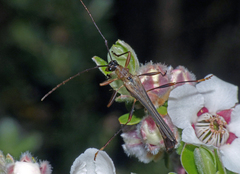 Macrones purpureipes