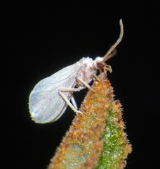 Coniopteryx