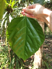 Deutzianthus tonkinensis